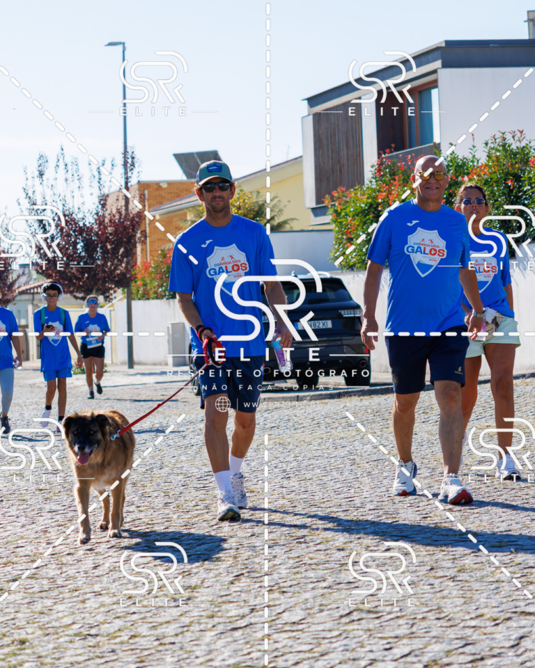 Preview com marca de água da fotografia galos-762